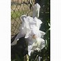 Image result for Iris English Cottage (Germanica-Group)