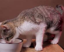 Image result for Cat Eating Food