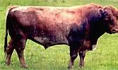 Image result for Bull Cattle