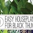Image result for Easiest Houseplants