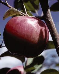 Image result for Big McIntosh Adams Apple