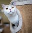 Image result for british shorthairs cats