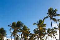 Image result for Cute Palm Tree