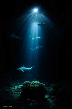 Night sharks | Thomas Peter Peschak | Underwater Worlds | Wildlife ...