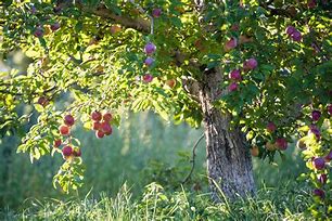 Image result for Apple Orchard Design