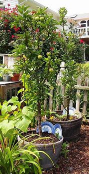 Image result for Container Apple Trees