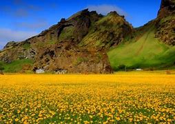 Image result for Mountains Yellow Flowers Nature Desktop Nexus