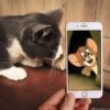 Image result for Crying Cat Phone