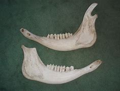 Image result for Jawbone Animal
