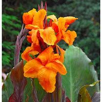 Image result for Canna Wyoming