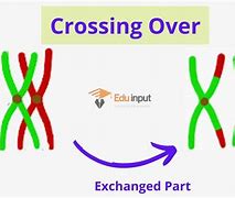 Image result for Importance of Crossing Over