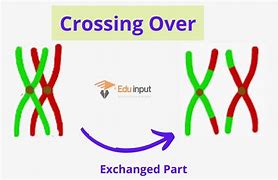 Image result for Crossing Over Biology Example