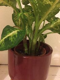 Image result for Identify Houseplants