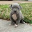 Image result for Blue Chevron Pit Bull