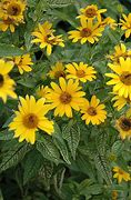 Image result for Heliopsis helianthoides Loraine Sunshine