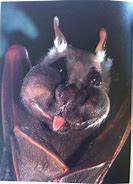 Image result for Eating Bats Meme
