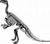 Image result for Dinosaur Skeleton Black and White