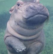 Image result for Fiona the Hippo Photobomb