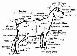 Image result for Female Goat Anatomy