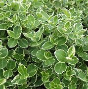 Image result for Euonymus fort. Emerald Gaiety