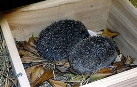 Image result for Hedgehog Feeder