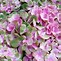 Image result for Hydrangea macrophylla Magical Amethyst