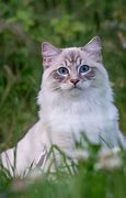 Image result for Really Cool Cats