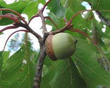 Image result for Quercus rubra