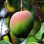 Image result for Apple Trees in India