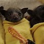 Image result for Baby Bat Shit