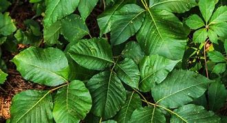 Image result for Wisconsin Poisonous Plants