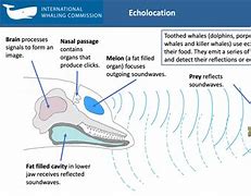 Image result for Toothed Whales Echolocation