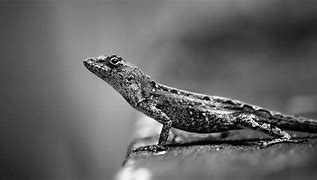 Image result for Lizard with Gray Hair