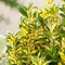 Image result for Euonymus japonicus Microphyllus Aureo Gold