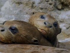 Image result for Giant River Otter Pups