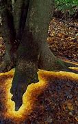 Image result for Andy Goldsworthy