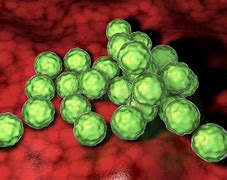 Image result for Chlamydia in Humans
