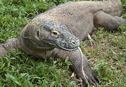 Image result for Comodo Dragon Pictures