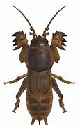 Image result for European Mole Cricket PNG