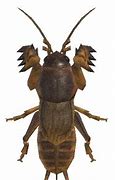 Image result for Semi-Transparent Mole Cricket