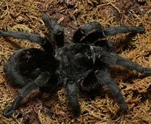 Image result for Black Tarantula Spider