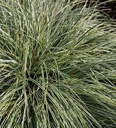 Image result for Carex brunnea Variegata