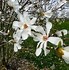 Image result for Magnolia loebneri Merrill