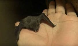 Image result for Bitten by a West Virginia Bats