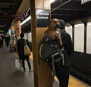 Image result for New York Dog Shit