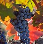 Image result for Tenuta di Nozzole Bianco Bruniche Toscana