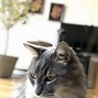 Image result for iPhone X Camera Portrait Mode