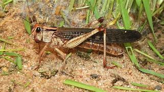 Image result for Cricket Bug vs Grasshopper