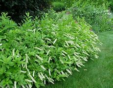Image result for Itea virginica