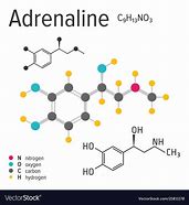 Image result for adrenalkna